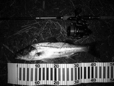 シーバス狙いにて